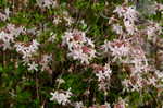 Mountain azalea